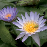 Nymphaea 'Blink'