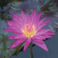 Nymphaea 'Miami Rose'