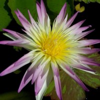 Nymphaea 'Darcy Presnell'