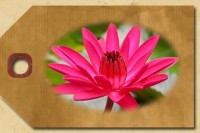 Night Blooming Water Lilies