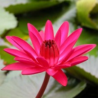 Nymphaea 'Antares'