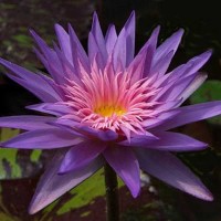 Nymphaea 'Foxfire'