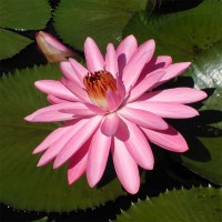 Nymphaea 'Mrs. George C. Hitchcock'
