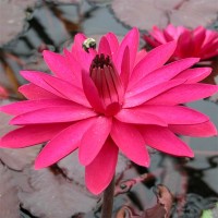 Nymphaea 'Red Flare'