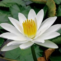 Nymphaea 'Juno'