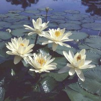 Nymphaea 'Trudy Slocum'