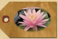 Large Spread Hardy Water Lilies