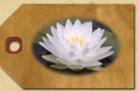 Medium Spread Hardy Water Lilies