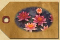Small Spread Hardy Water Lilies