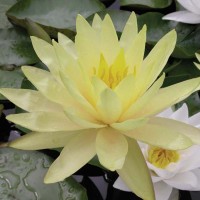 Nymphaea 'Texas Dawn'