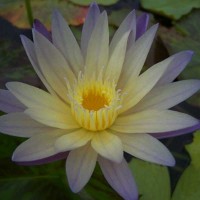 Nymphaea 'Hunters Moon'