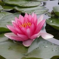Nymphaea 'Charles De Meurville'