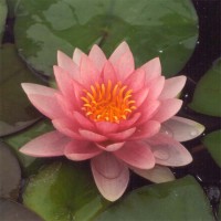 Nymphaea 'Darwin'