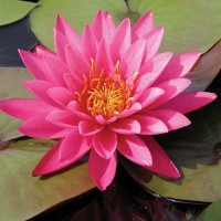 Nymphaea 'Mayla'