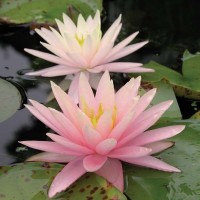 Nymphaea 'Pink Grapefruit'