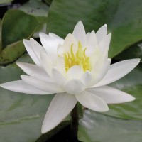 Nymphaea 'Moon Dance'