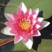 Nymphaea 'Attraction'