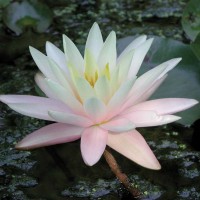 Nymphaea 'Barbara Dobbins'