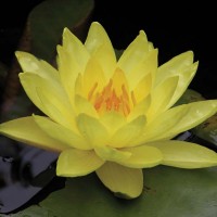 Nymphaea 'Joey Tomocik'