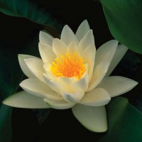 Nymphaea 'Virginalis'
