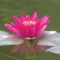 Nymphaea 'Escarboucle'