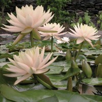 Nymphaea 'Peach Glow'