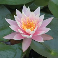 Nymphaea 'Colorado'