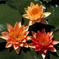 Nymphaea 'Sioux'