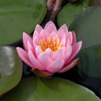 Nymphaea 'Luciana'