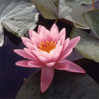 Nymphaea 'Pink Sensation'