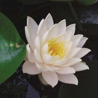 Nymphaea 'Denver'