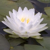 Nymphaea 'Gonnere'