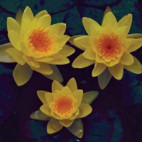 Nymphaea 'Chromatella'