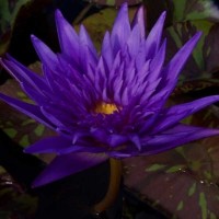 Nymphaea 'Midnight Serenade'