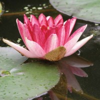 Nymphaea 'Steven Strawn'