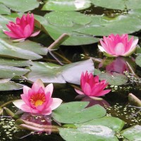 Nymphaea 'Laydekeri Fulgens'