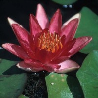 Nymphaea 'Aurora'
