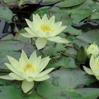 Nymphaea 'Helvola'