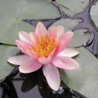 Nymphaea 'Chrysantha'