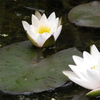 Nymphaea 'Snow Princess'