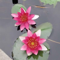 Nymphaea 'Pygmy Ruba'