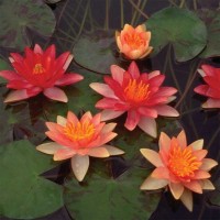 Nymphaea 'Indiana'