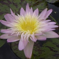 Nymphaea 'Ostara'