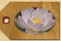 Large Lotus