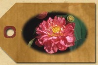 Dwarf Lotus