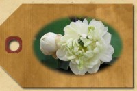 Tea Cup Lotus