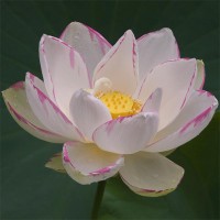 Nelumbo 'Empress'