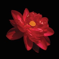 Nelumbo 'Rosea Plena'
