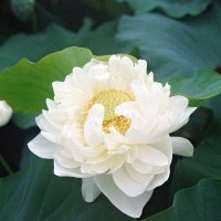 Nelumbo 'Shiroman'
