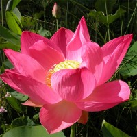 Nelumbo 'Russian Red'
